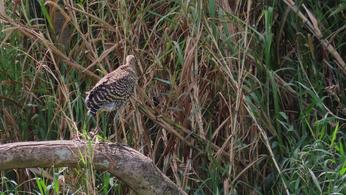 Bare-throated Tiger-Heron - ML644971254