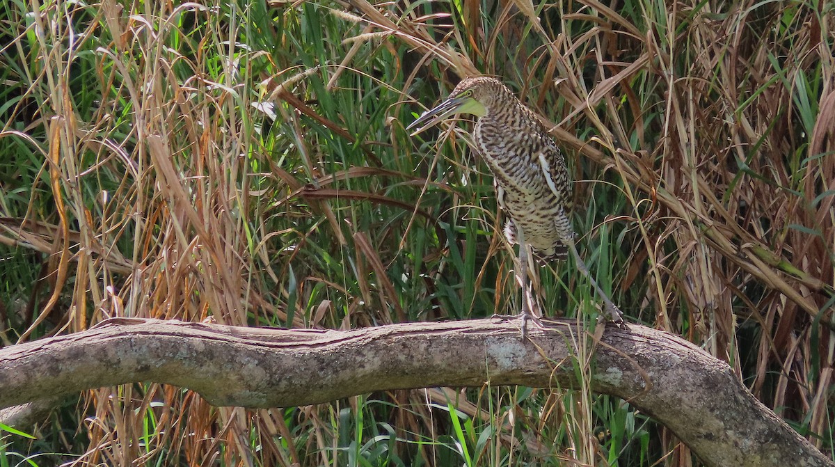 Bare-throated Tiger-Heron - ML644971255