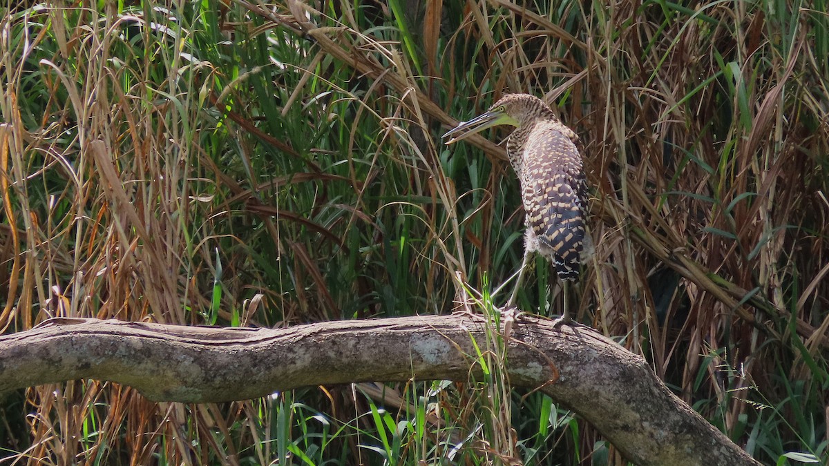 Bare-throated Tiger-Heron - ML644971256