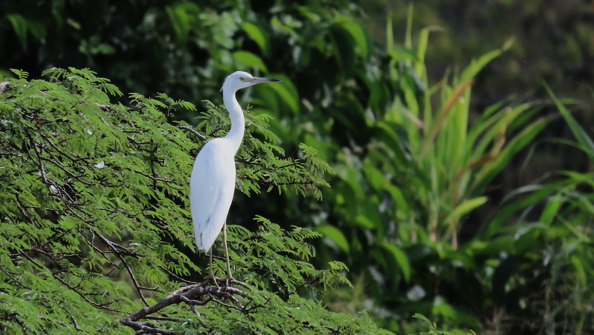 Little Blue Heron - ML644971283