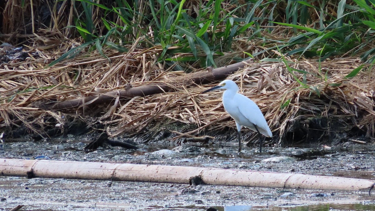 Snowy Egret - ML644971305