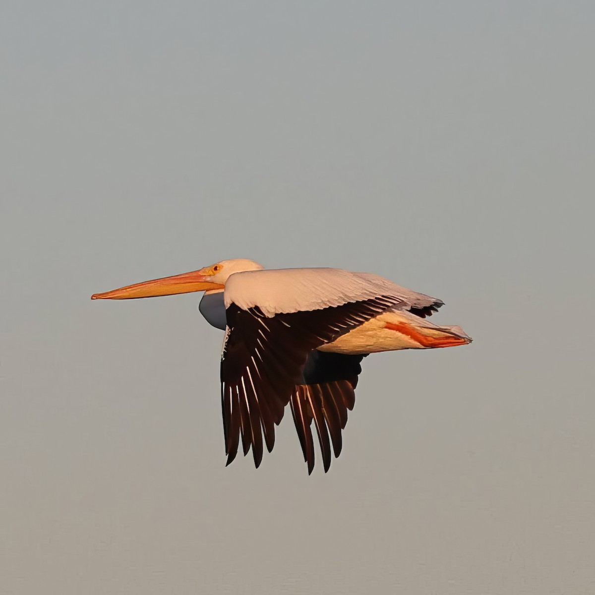 American White Pelican - ML644971307