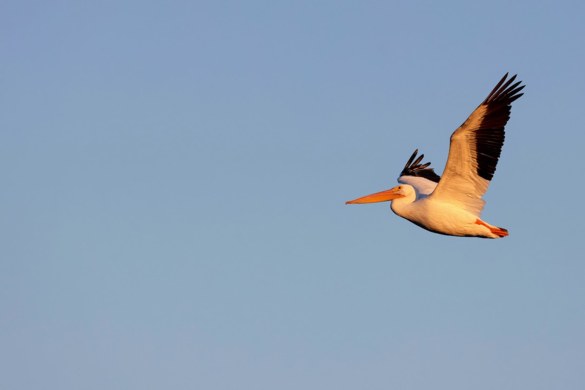 American White Pelican - ML644971308