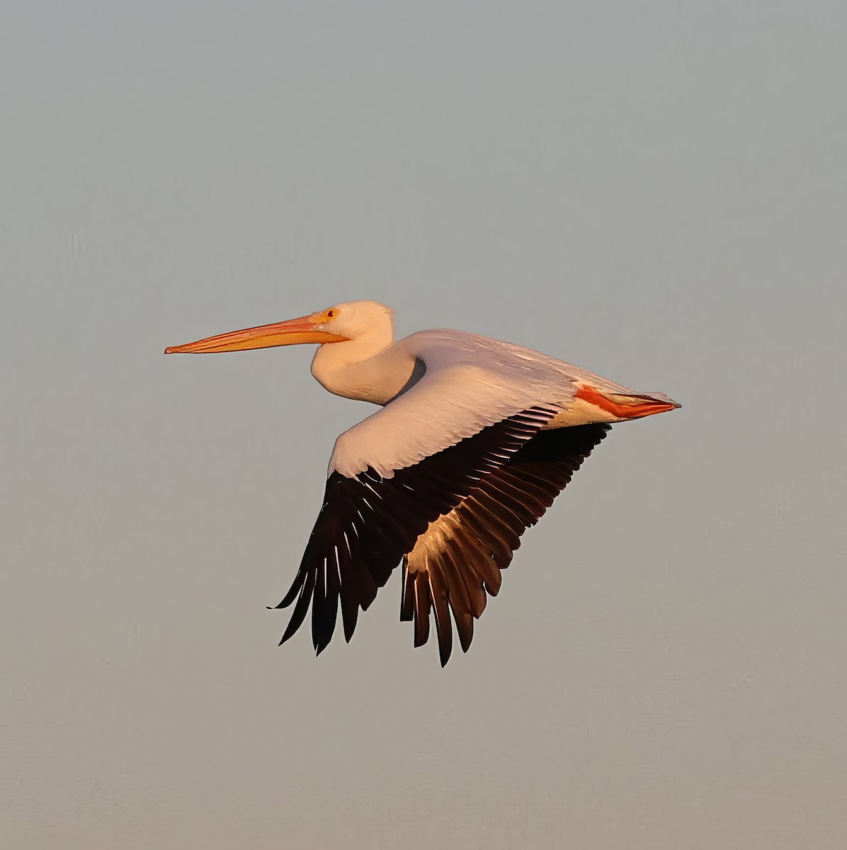 American White Pelican - ML644971309