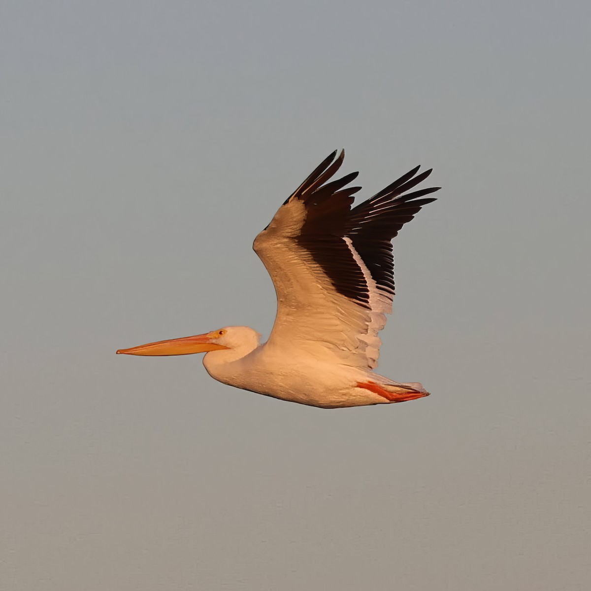 American White Pelican - ML644971311