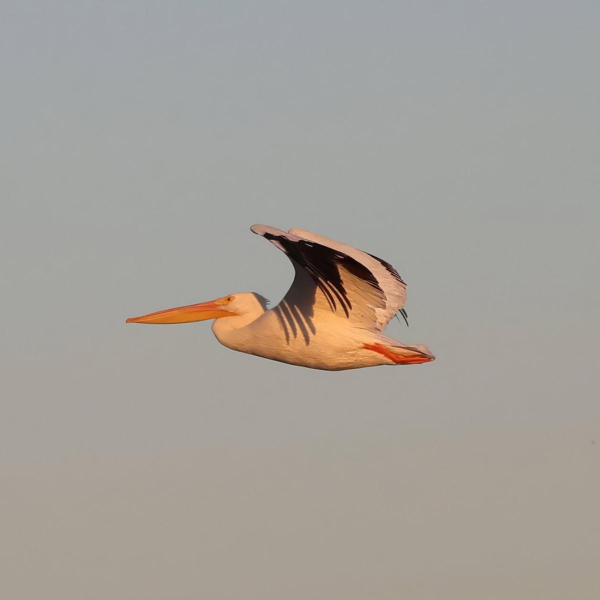 American White Pelican - ML644971312