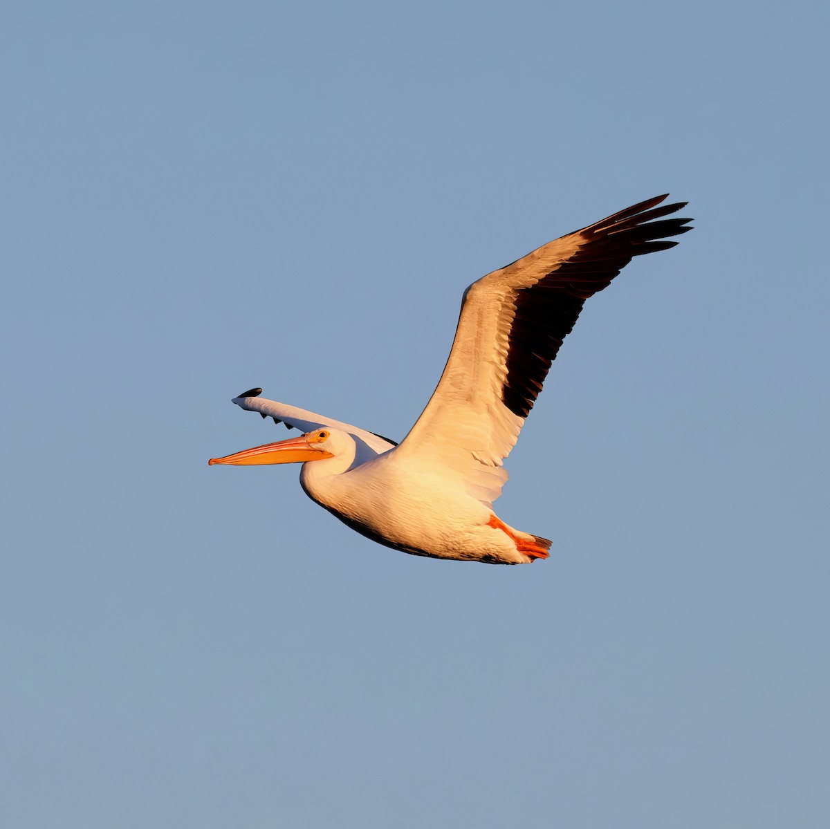 American White Pelican - ML644971313