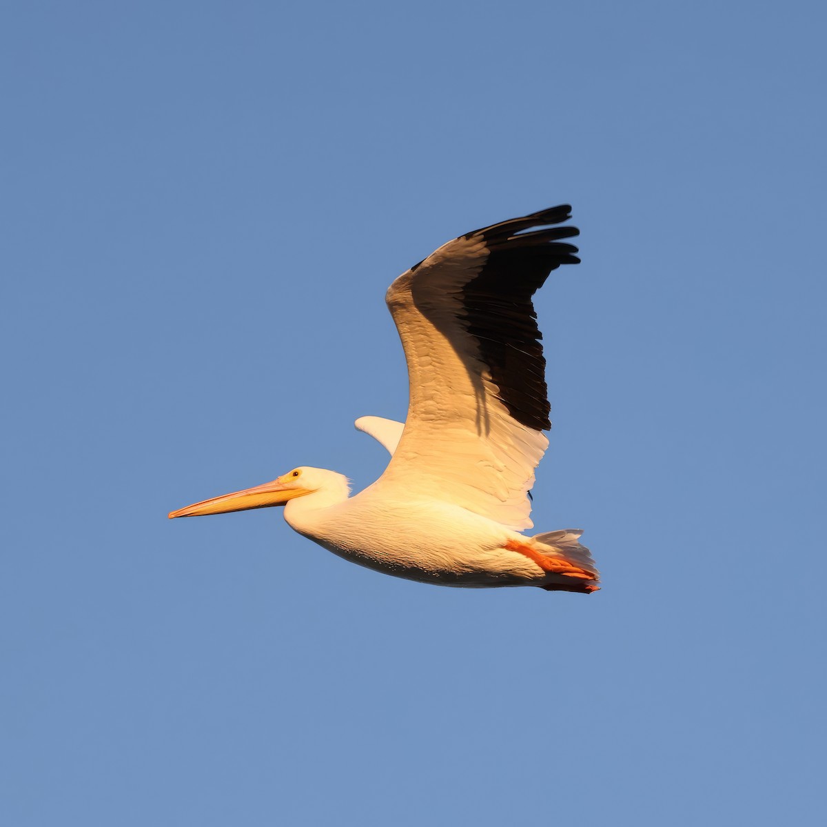 American White Pelican - ML644971314