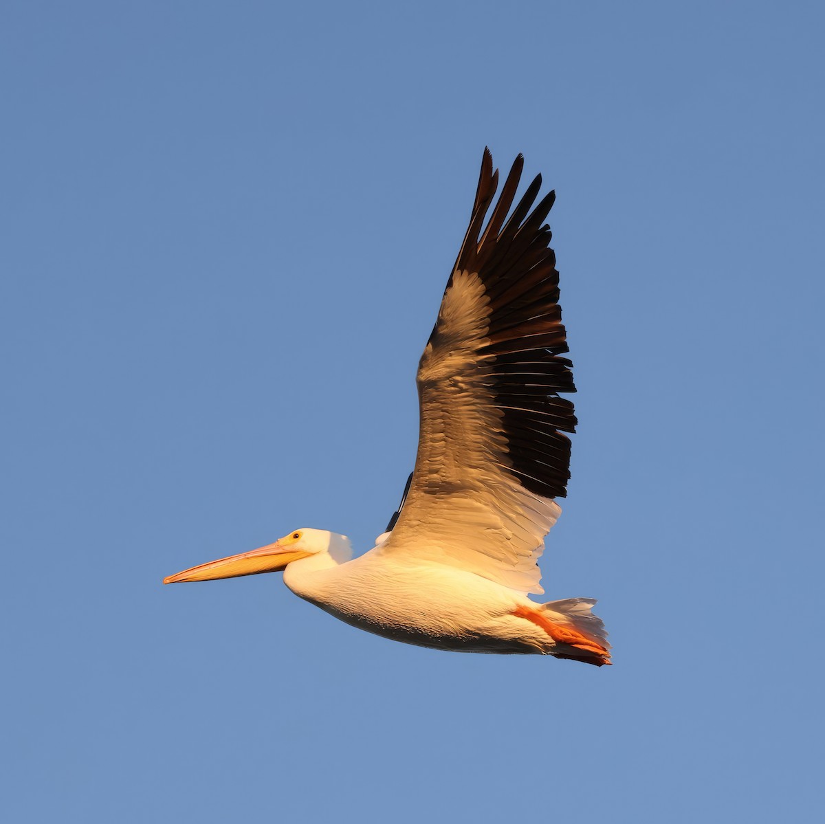 American White Pelican - ML644971315