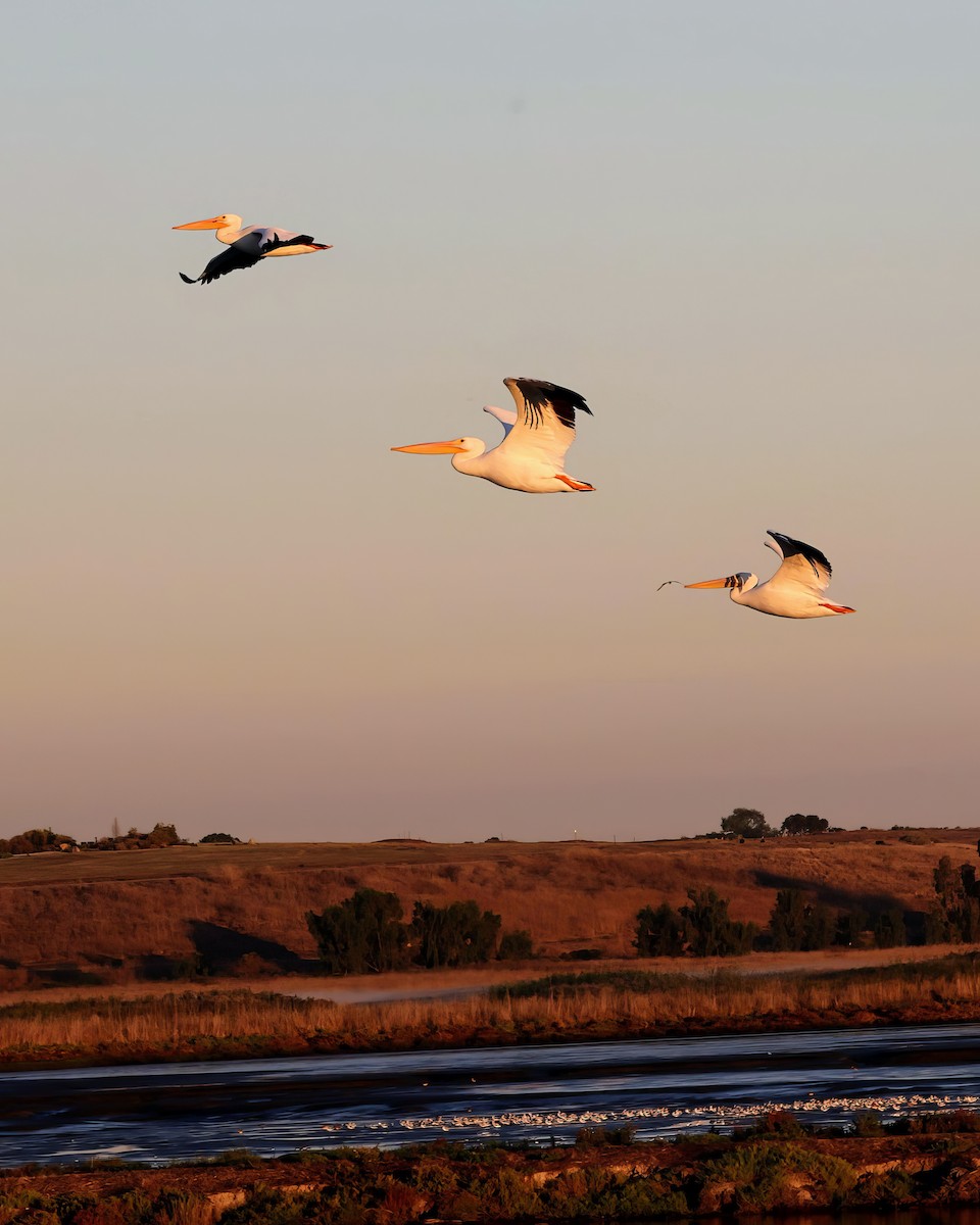 American White Pelican - ML644971316