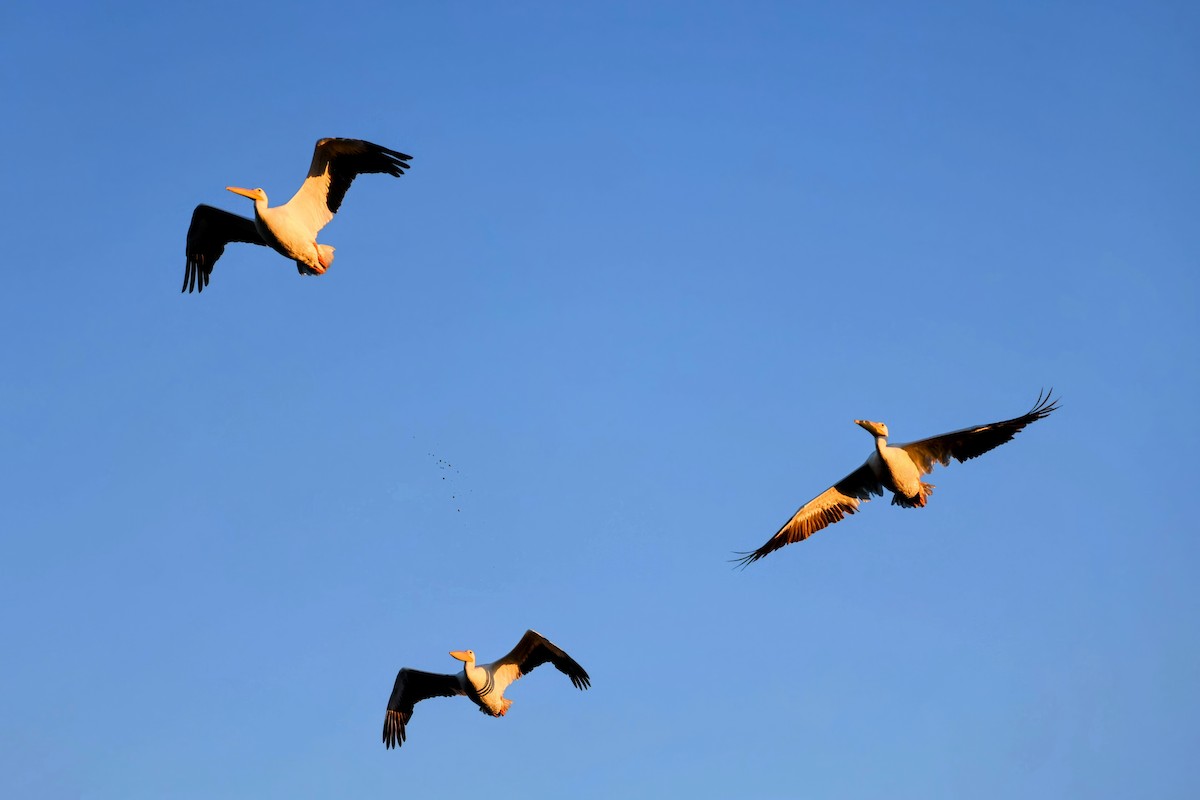 American White Pelican - ML644971317