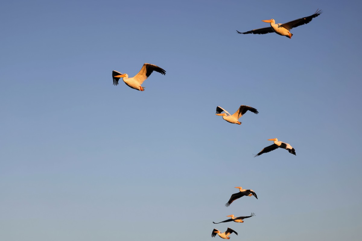 American White Pelican - ML644971318