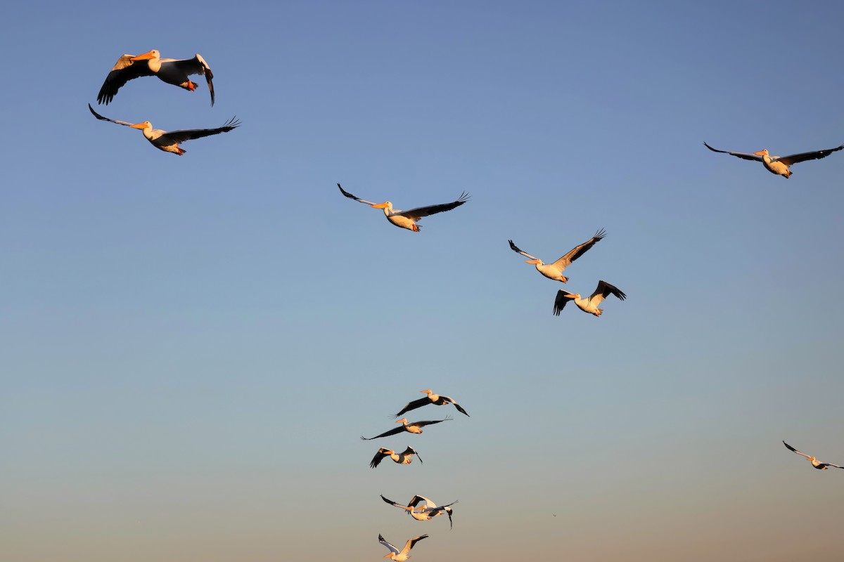 American White Pelican - ML644971319