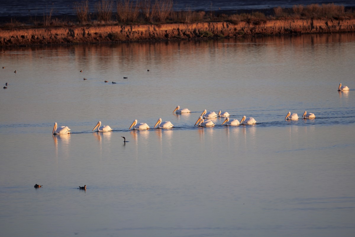 American White Pelican - ML644971320