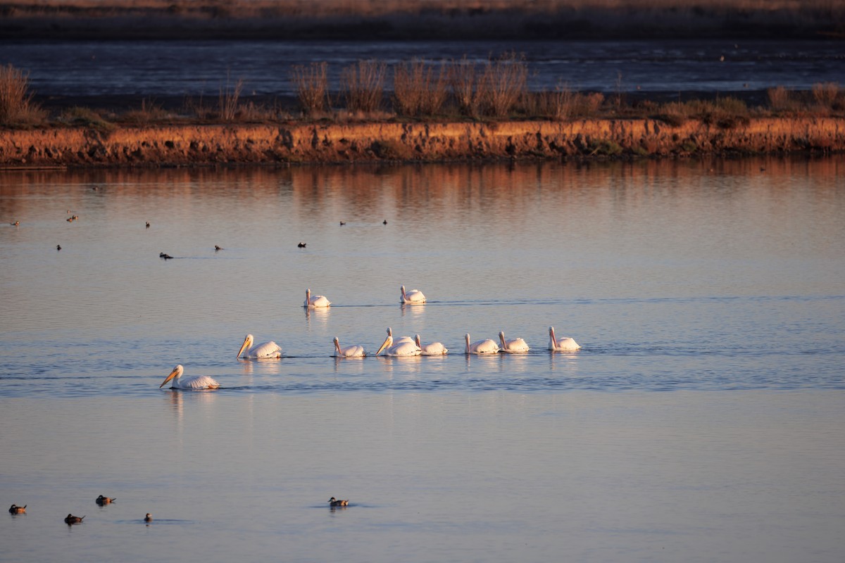 American White Pelican - ML644971321