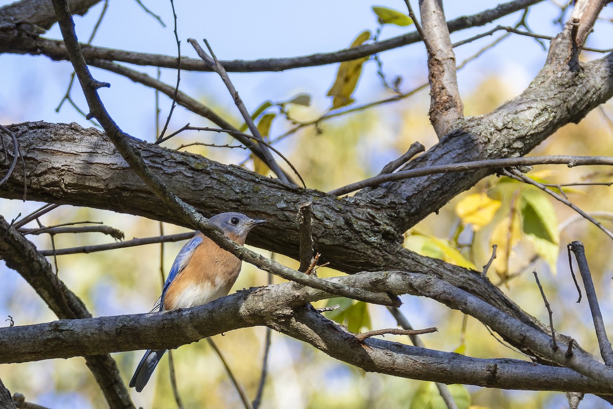 Eastern Bluebird - ML644971325
