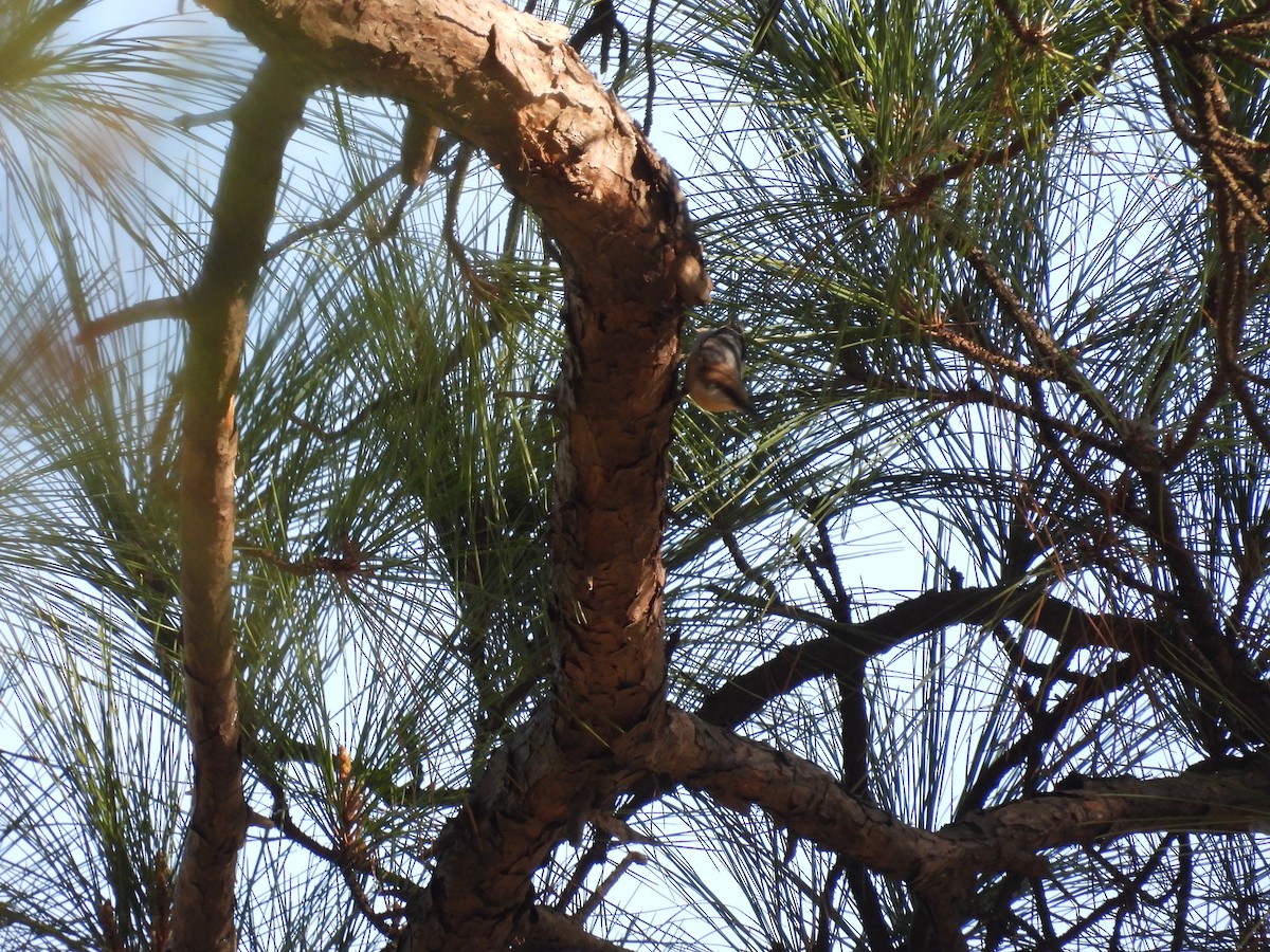 Буроголовый поползень - ML644971326