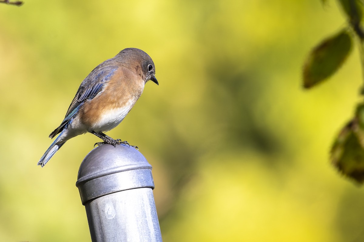 Eastern Bluebird - ML644971327