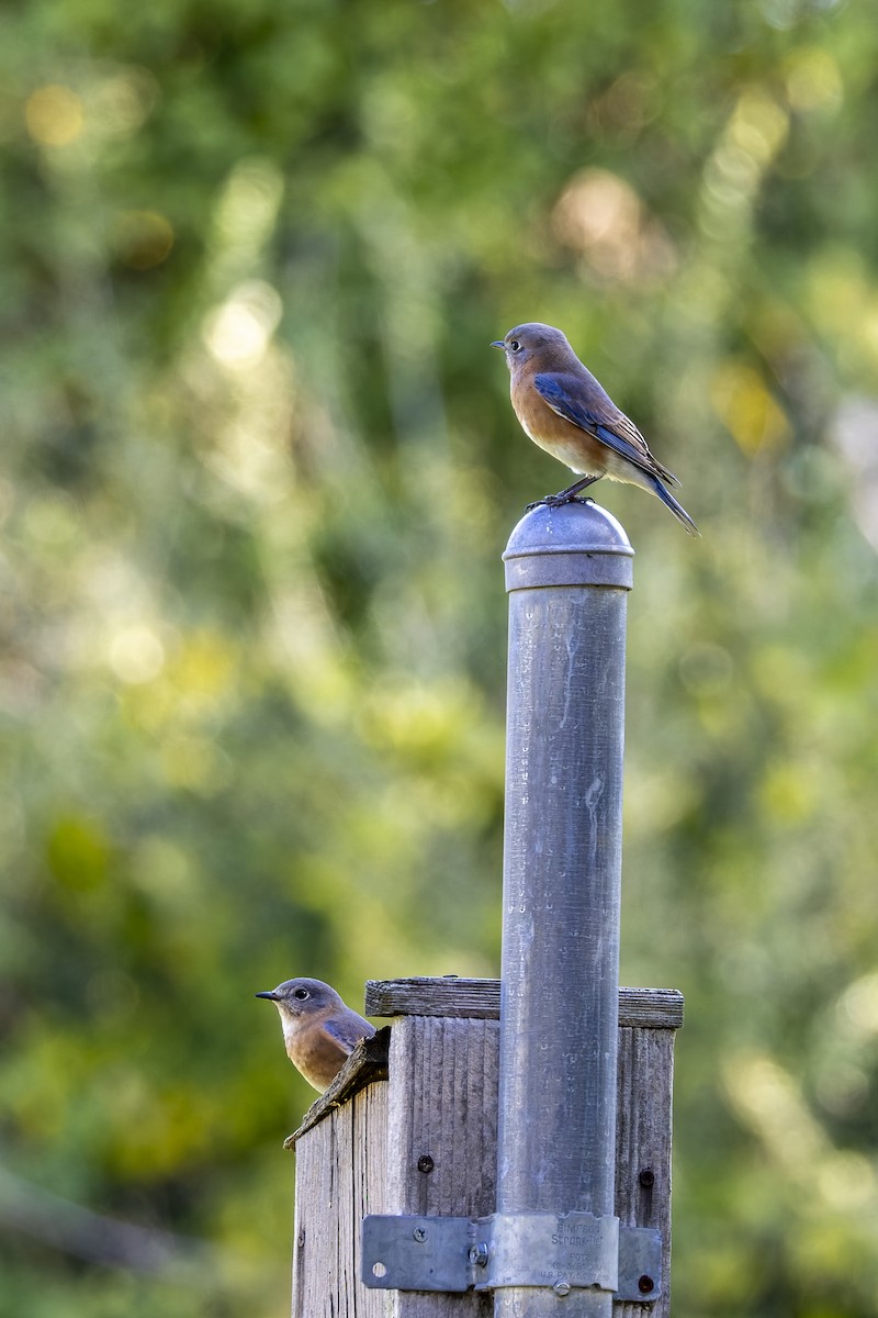 Eastern Bluebird - ML644971328