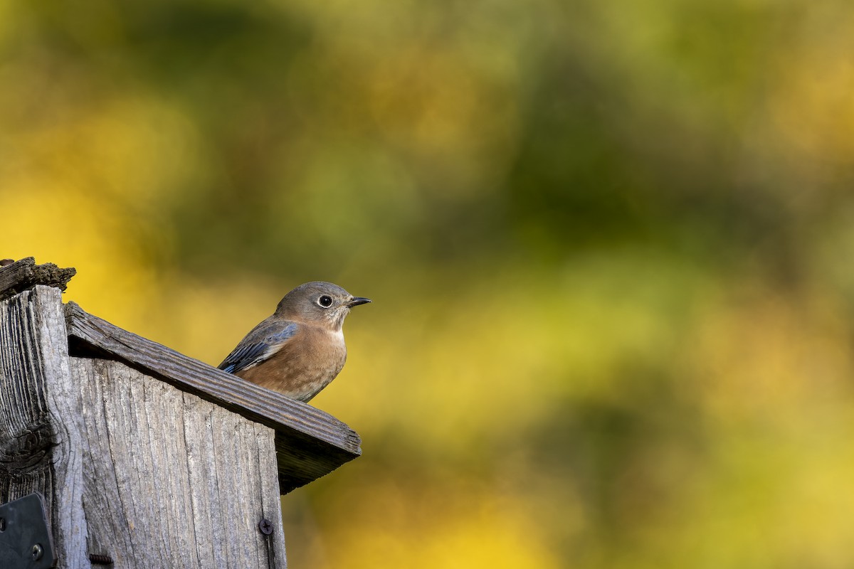 Eastern Bluebird - ML644971329