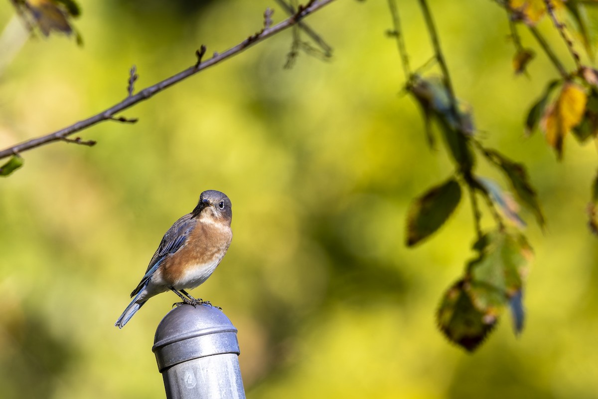 Eastern Bluebird - ML644971330