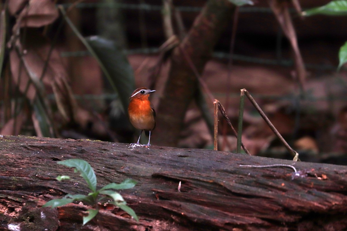 Black-breasted Gnateater - ML644971332