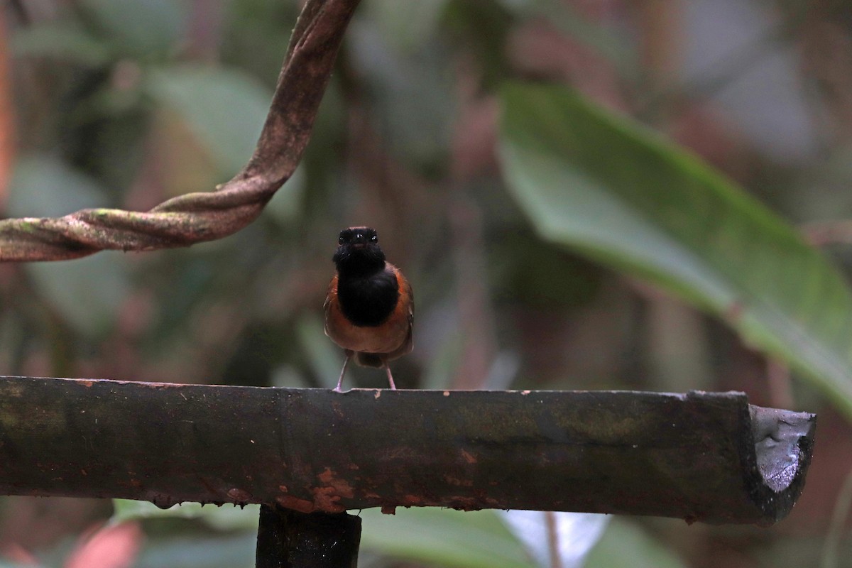 Black-breasted Gnateater - ML644971333