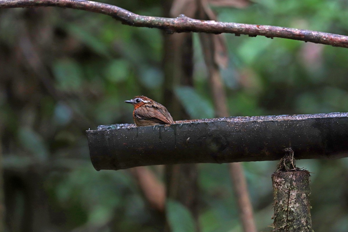 Black-breasted Gnateater - ML644971334