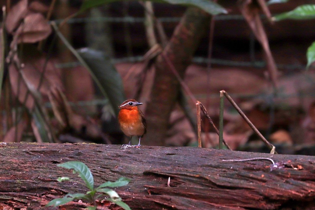 Black-breasted Gnateater - ML644971335