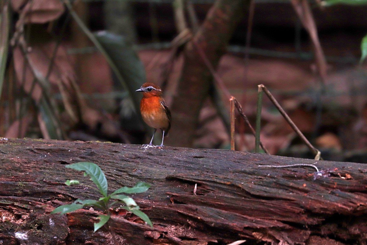 Black-breasted Gnateater - ML644971336