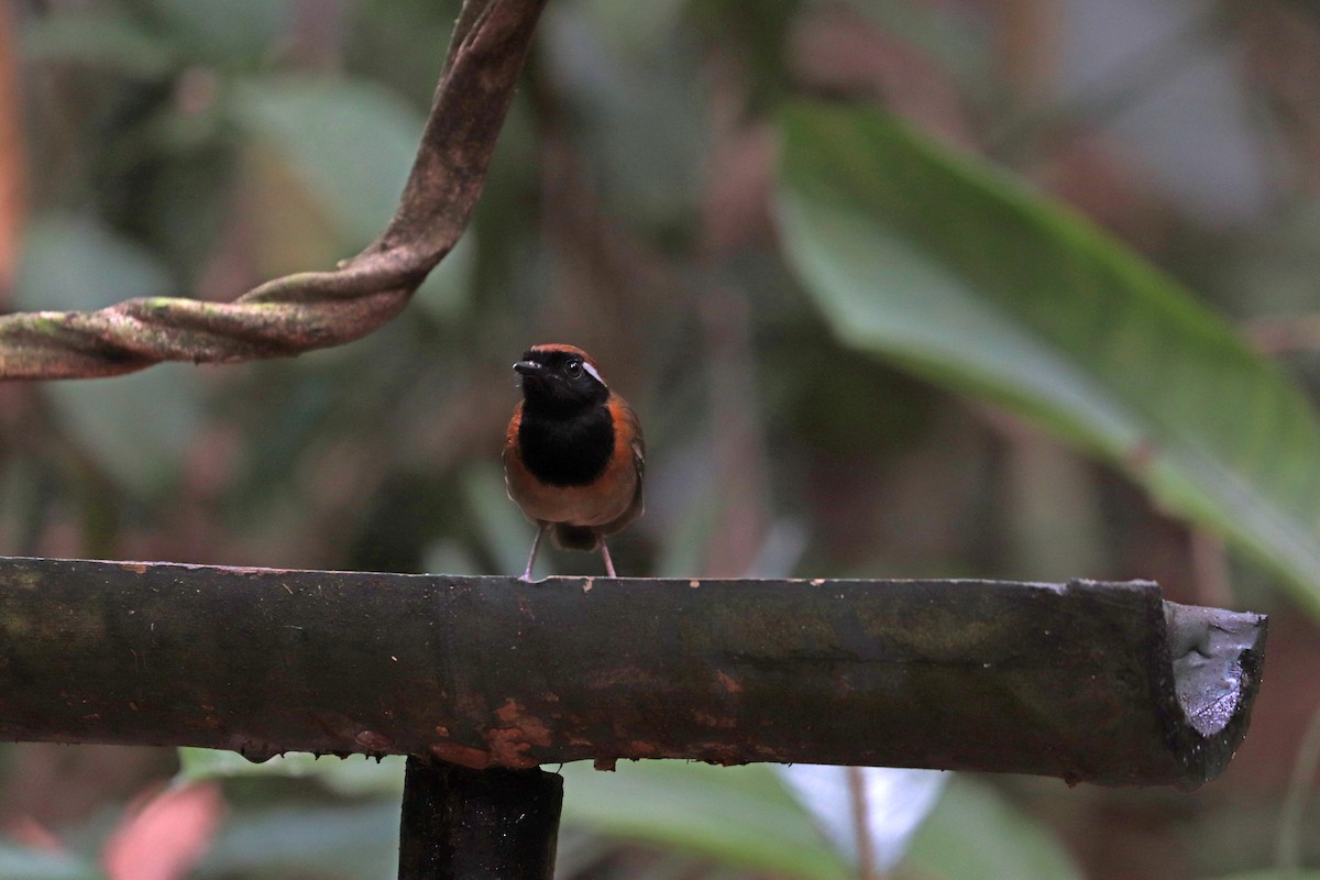 Black-breasted Gnateater - ML644971337