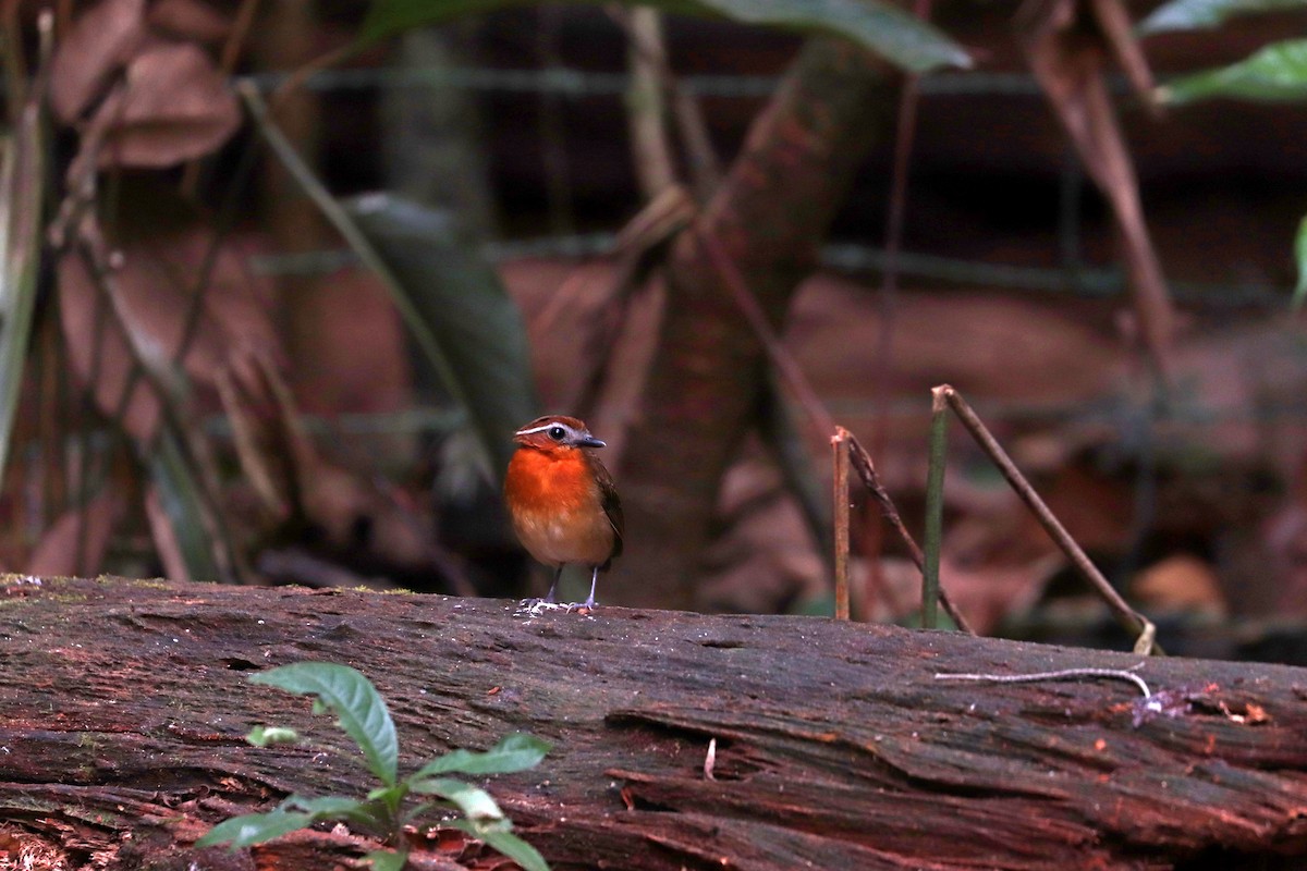 Black-breasted Gnateater - ML644971338