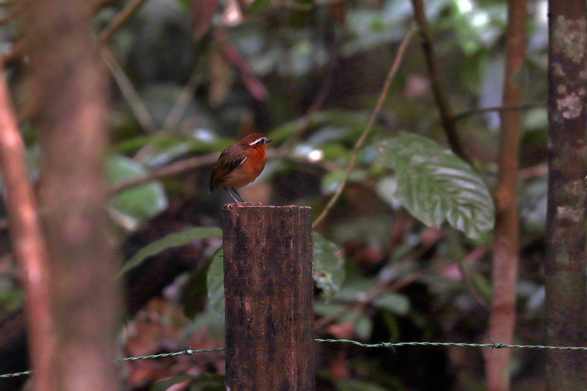 Black-breasted Gnateater - ML644971339