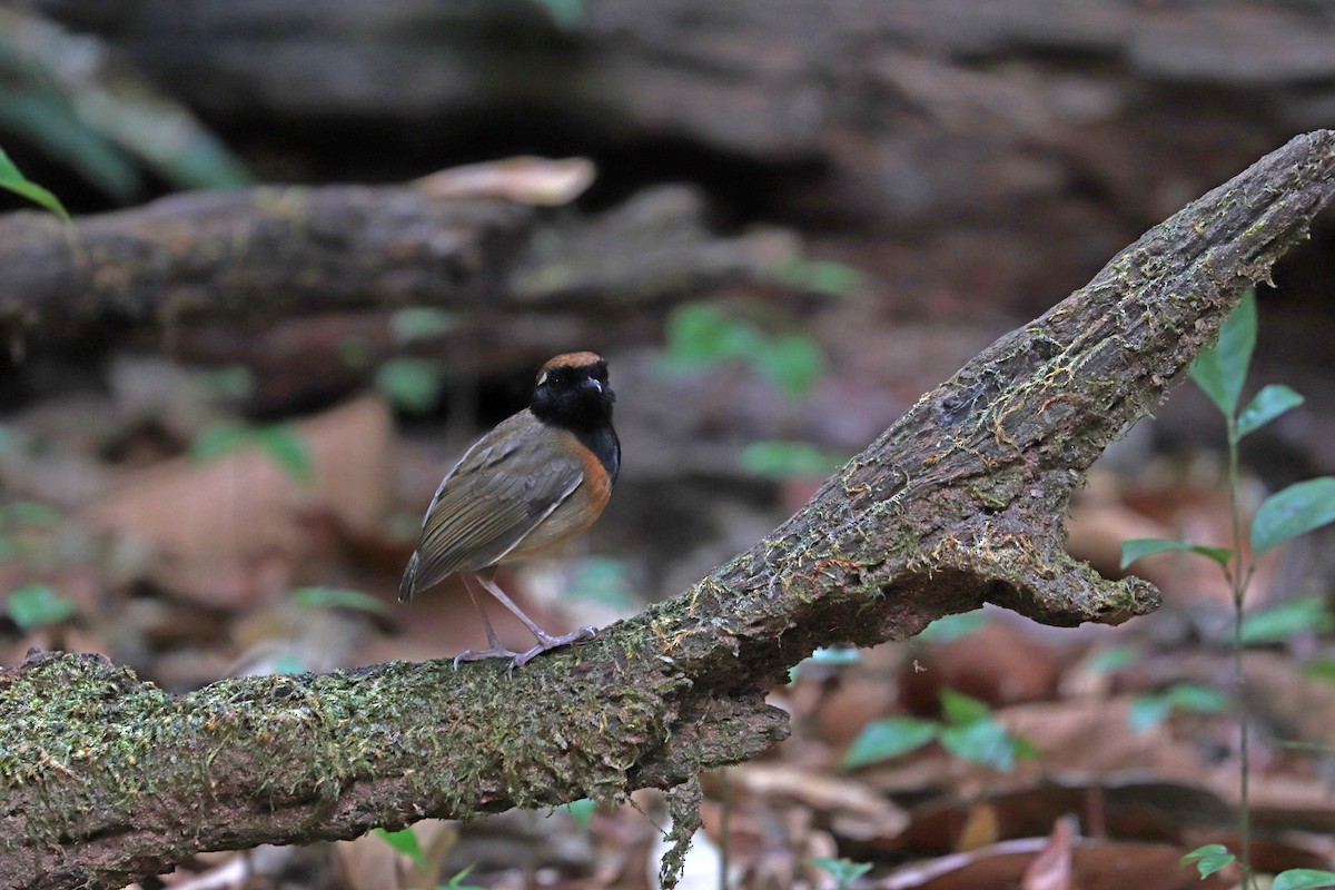 Black-breasted Gnateater - ML644971340