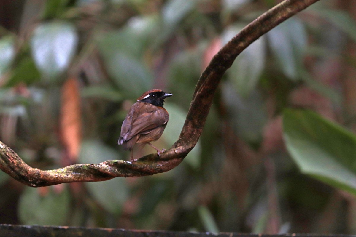 Black-breasted Gnateater - ML644971341