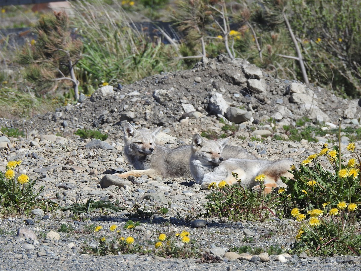 Mammals - ML644971342