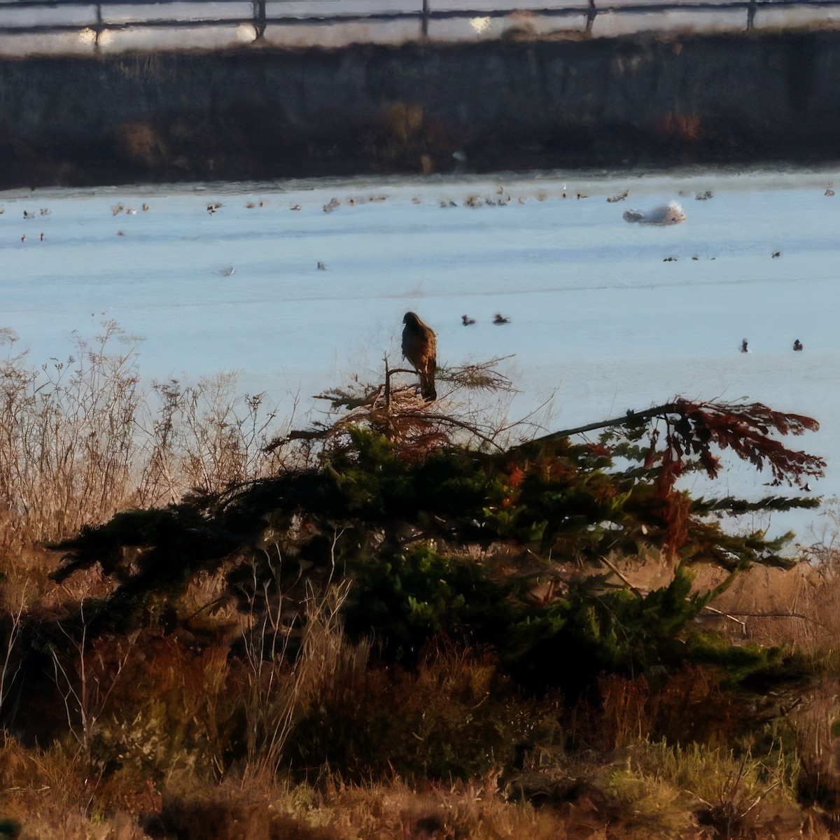 Red-tailed Hawk - ML644971347