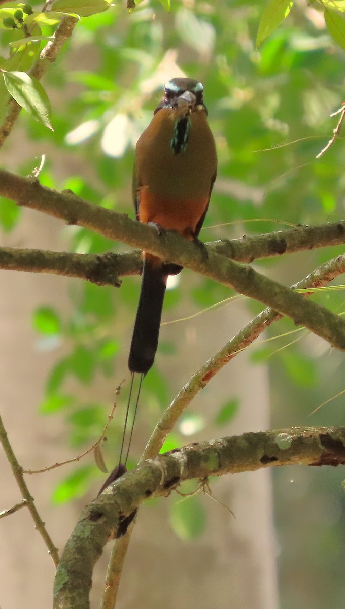 Момот рудочеревий - ML644971354