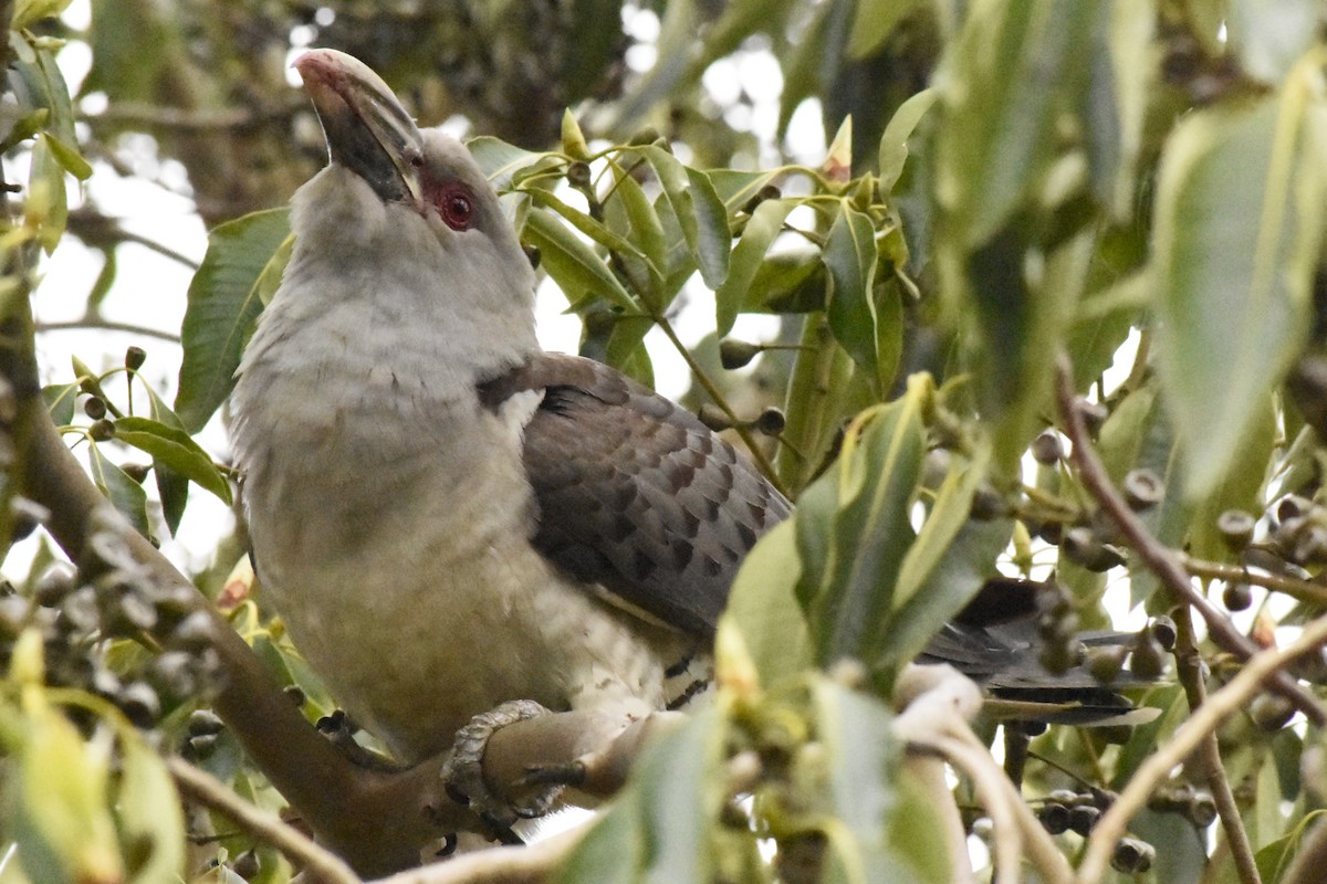 Channel-billed Cuckoo - ML644971356