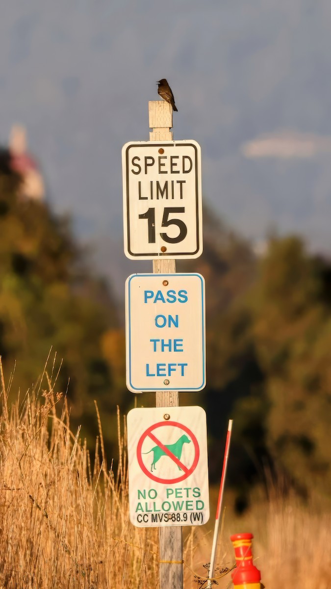 Black Phoebe - ML644971361