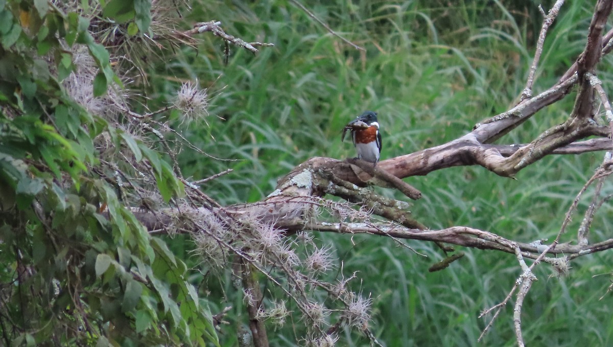 Amazon Kingfisher - ML644971367