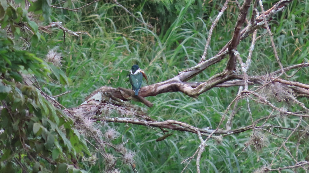 Amazon Kingfisher - ML644971368
