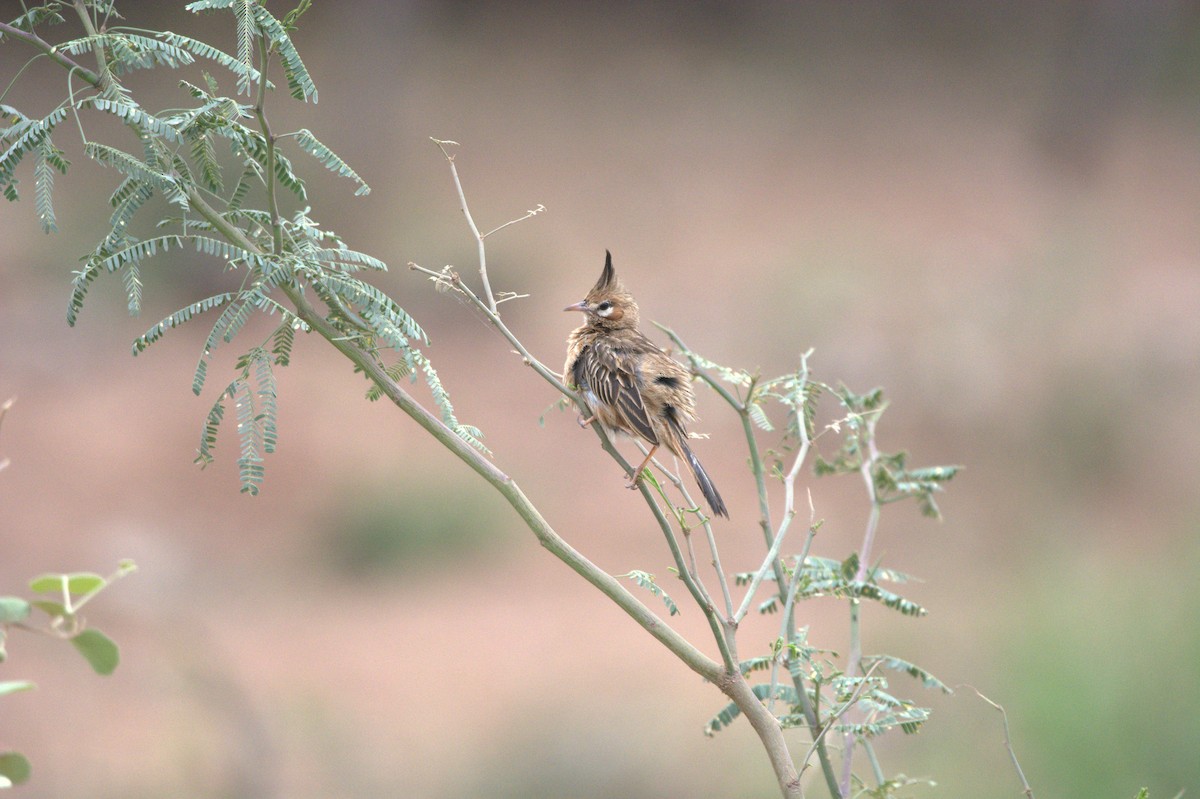 Lark-like Brushrunner - ML644971370