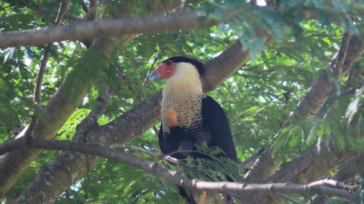 Crested Caracara - ML644971377