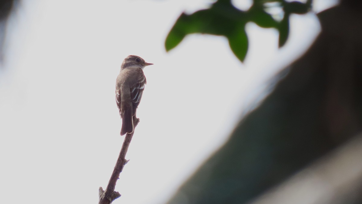 Northern Tropical Pewee - ML644971387