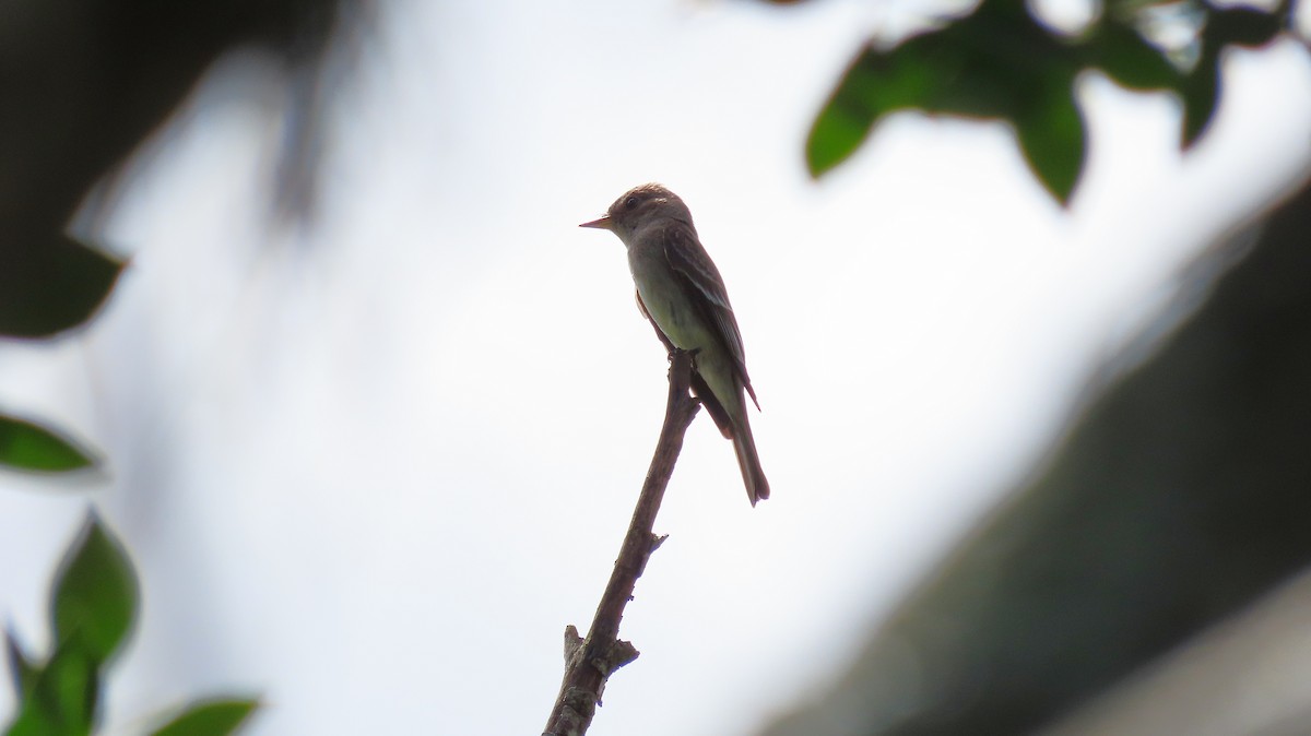 Northern Tropical Pewee - ML644971388
