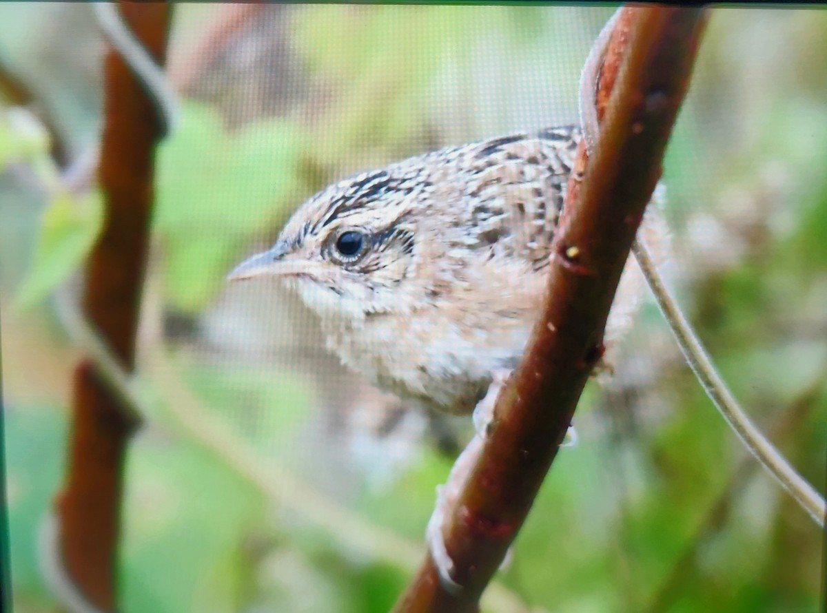 Sedge Wren - ML644971389