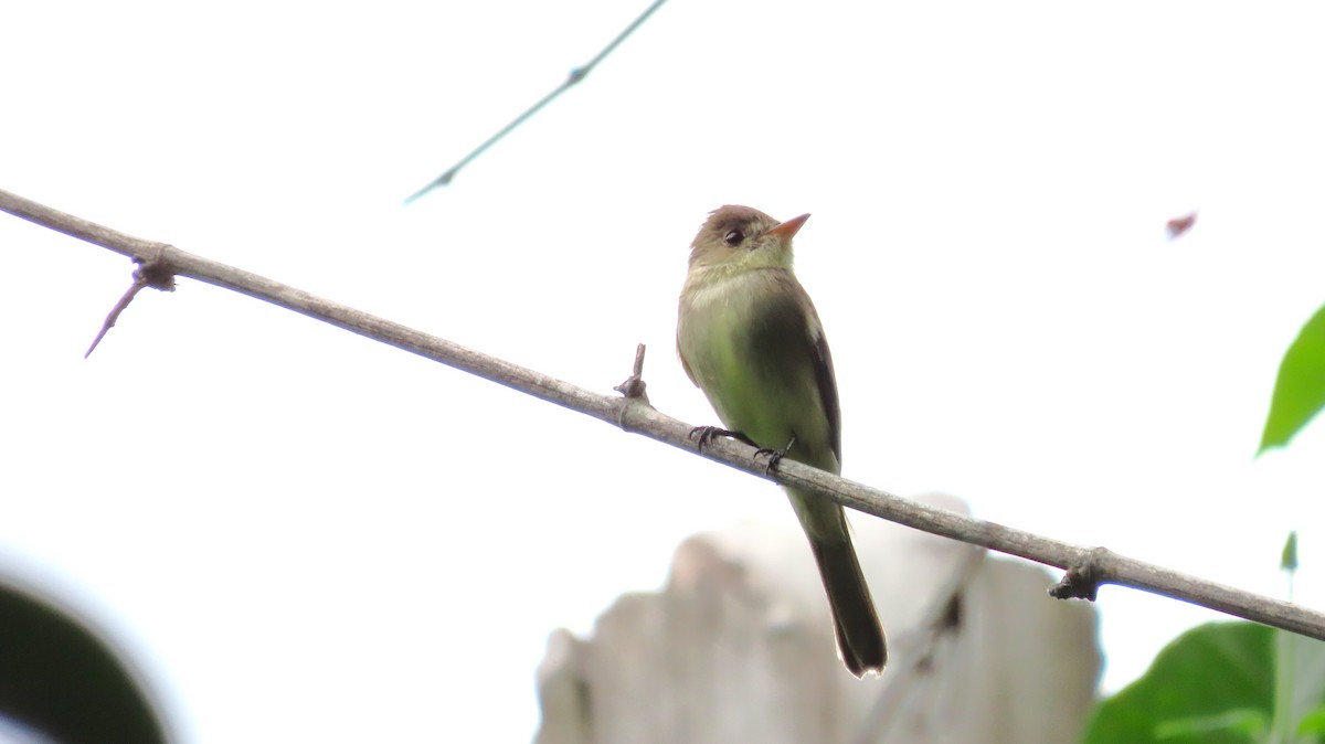 Northern Tropical Pewee - ML644971395