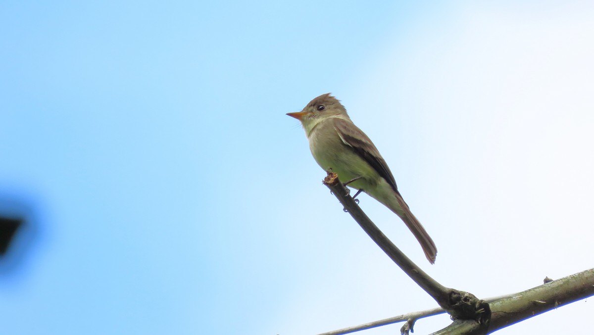 Northern Tropical Pewee - ML644971396