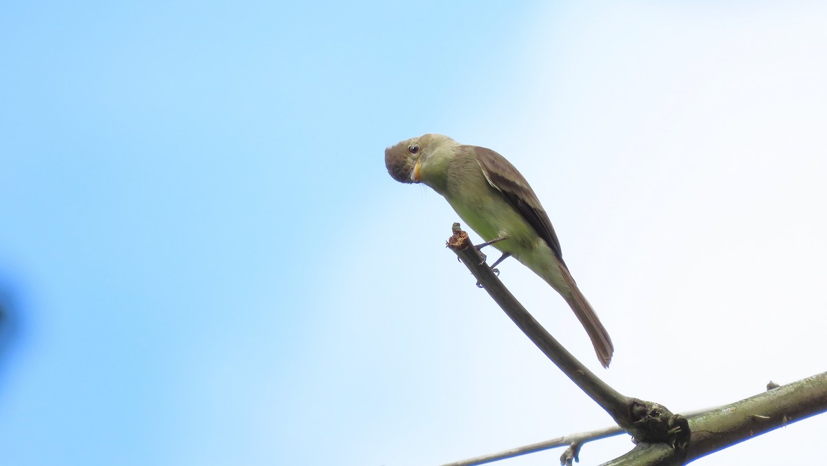 Northern Tropical Pewee - ML644971397